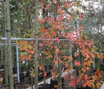 Nyssa Sylvatica Sheffield Park struikvorm herfstkleur