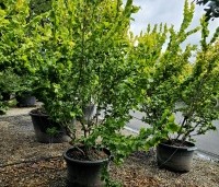 Ulmus hollandica 'Wredei' - Goudiep - meerstam