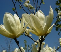Detail bloemen Magnolia 'Yellow River', hoogstam