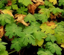 Geranium macrorrhizum