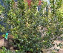 Ilex blue maid heester