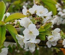 Prunus avium 'Stella' .  zelfbestuivende zoete kers