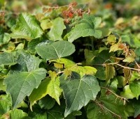 Parthenocissus tricuspidata 'Veitchii' - Wilde Wingerd Quickhedge - 2