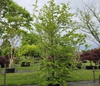 Fagus sylvatica - Groene beuk - mei 2026