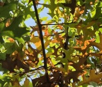 Quercus palustris - Moeraseik - 1