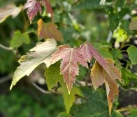 Acer rubrum - Rode Esdoorn - 1