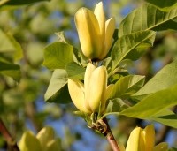Magnolia x Brooklynensis 'Yellow Bird' - Magnolia 'Yellow Bird' - 6
