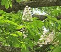 Aesculus hippocastanum - Witte paardenkastanje - 1