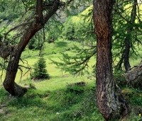 Larix kaempferi - Japanse Lariks - 6