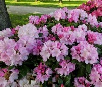 Rhododendron yakushimanum 'Silberwolke' - Rododendron  - 2