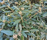 Viburnum 'Pragense' - Sneeuwbal 'Pragense' - 1