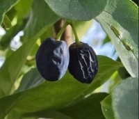Chionanthus retusus - Sneeuwvlokkenboom - 2