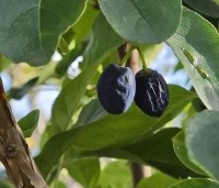 Chionanthus retusus - Sneeuwvlokkenboom - 1