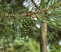 Pinus sylvestris - Grove den - 1