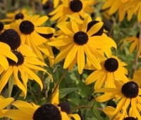 Rudbeckia fulgida 'Goldsturm' per kist á 24 st. - Zonnehoed geel - 2