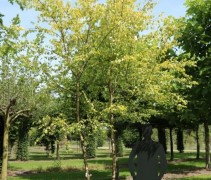 Betula pendula 'Schneverdinger Goldbirke'