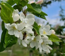 Malus ‘John Downie’ 
