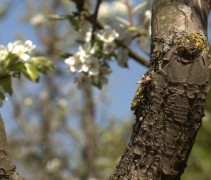 Pyrus communis 'Comtesse de Paris'