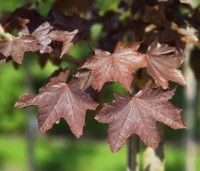 Acer platanoides 'Royal Red' - Roodbladige Noorse Esdoorn - mei 2026