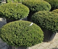 Taxus baccata - Venijnboom - 9 platte bol