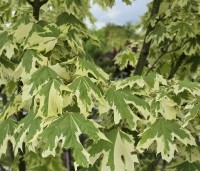 Acer platanoides 'Drummondii' - Gevlekte Noorse Esdoorn - 1