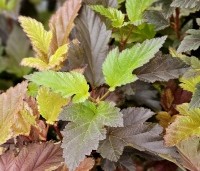 Physocarpus opulifolius 'Little Angel' - Blaasspiraea 'Little Angel' - vakbeplanting  - 2