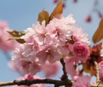Japanse sierkers 'Kanzan'  bloesem
