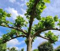 Platanus hispanica 
