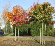 Quercus Rubra