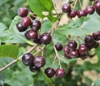 Aronia prunifolia 'Viking' - Appelbes 'Viking' - 3