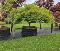 Acer palmatum 'Dissectum' - Japanse esdoorn 'Dissectum' - 8