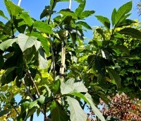 Chionanthus virginicus - Chionanthus virginicus - 3
