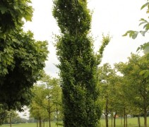 Beuk, zuilvorm, slanke boom op onze kwekerij