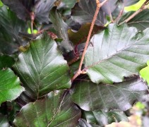 Fagus sylvatica 'Rohan Obelisk'