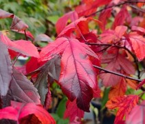 Malus toringo 'Freja'