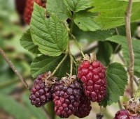 Rubus 'Loganberry' - Loganbes - 3