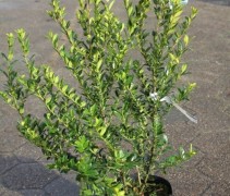 Ilex max. Kanehirae