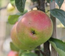 Malus 'Gold Sensation' vrucht