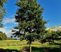 Quercus Cerris