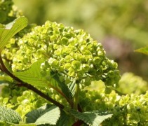 Viburnum Rotundifolium