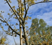Quercus petraea - Wintereik - 3