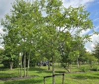 Juglans regia 'Buccaneer' - Walnoot - 4