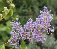 Ceanothus x delilianus 'Gloire de Versailles' - Amerikaanse sering 'Gloire de Versailles' - 2