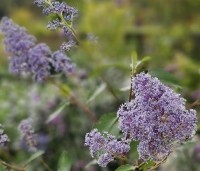 Ceanothus x delilianus 'Gloire de Versailles' - Amerikaanse sering 'Gloire de Versailles' - 1