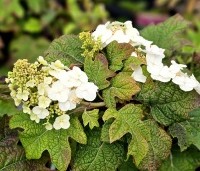 Hydrangea Quercifolia 'Ruby Slippers' - Roze bloeiende eikenblad hortensia - bloei in juli