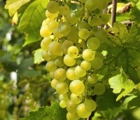 Vitis vinifera 'Vroege van der Laan' - Witte druif 'Vroege van der Laan' - 8