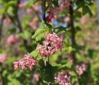 Ribes sanguineum 'Pulborough Scarlet'  - Siertrosbes - 1