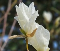 Magnolia kobus 'Isis' - Magnolia 'Isis' - 2