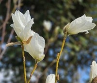 Magnolia kobus 'Isis' - Magnolia 'Isis' - 1