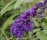 Buddleja davidii 'Adonis Blue'  - Vlinderstruik 'Adonis Blue'  - 1